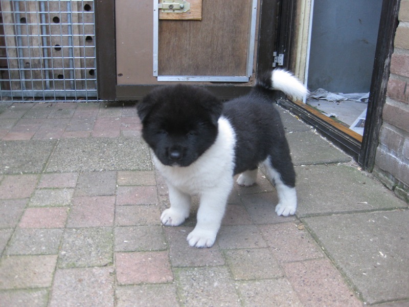 Puppies